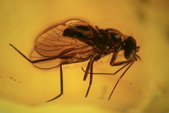 Large, Detailed Fossil Fly (Diptera) In Baltic Amber #87214